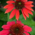 Echinacea purpurea 'Cheyenne Spirit' (3)